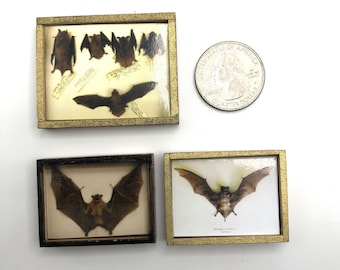 May include: Three framed bat specimens. One frame contains multiple bats, another features a bat with spread wings, and the third displays a bat with its wings extended. The frames have gold and black borders. A US quarter is next to the frames.