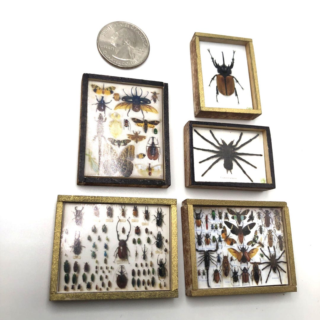 Miniature Wood Specimen Shadow Box of Insects Your Choice - Etsy