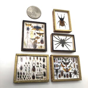 May include: Six framed insect specimens, including a beetle, spider, and a variety of other insects. The frames are gold with black trim.