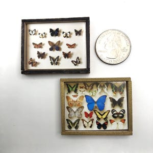 May include: Two framed displays of butterfly specimens. The top frame is dark wood with a white background and 15 butterflies. The bottom frame is gold with a white background and 20 butterflies.