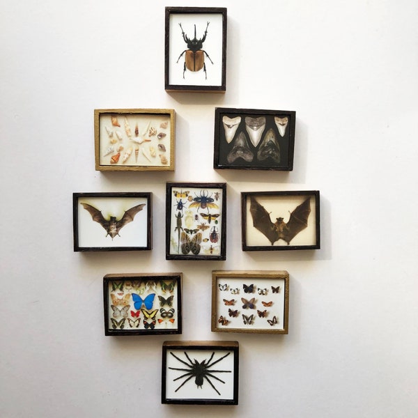Miniature Wood Specimen Shadow Boxes of Bats, Bugs, Butterflies, Sharks Teeth and Seashells, Your Choice