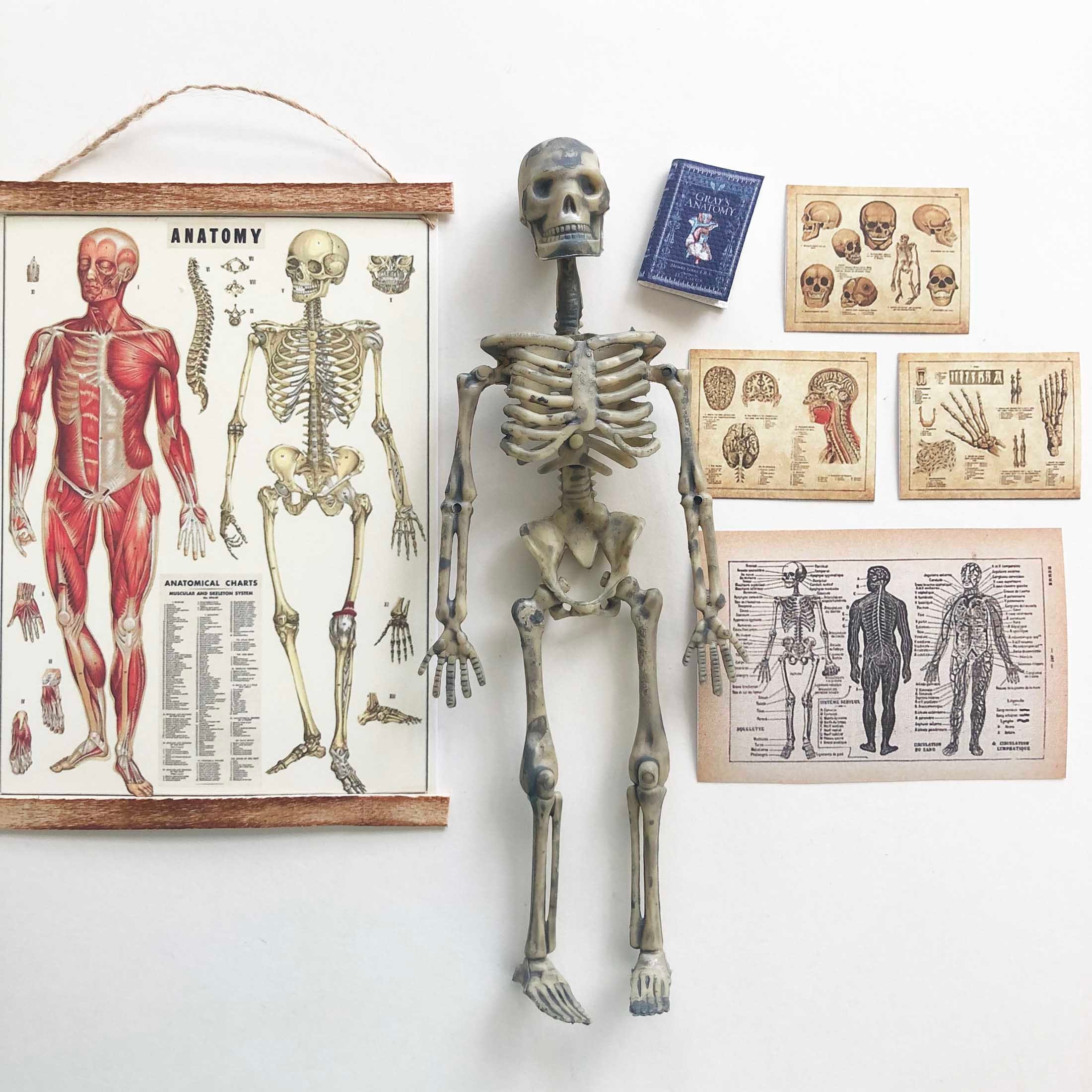 Two 1/12 Scale Human Skeleton Figures Plastic Halloween Decor 6" Skull & Bones 
