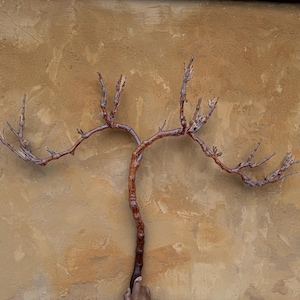 Large 41&quot;w x 33&quot;h, Grape Vine, Wall Art, Wood Wall Art, Winery Decor, Driftwood Wall Art, Wood Sculpture, Vineyard Decor, Texas Decor, Farm