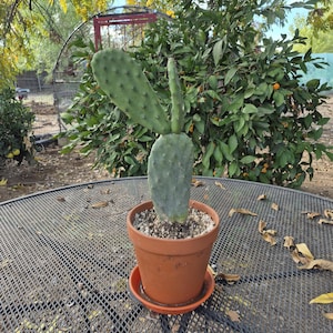 May include: A potted prickly pear cactus with green pads and small spines. The cactus sits in a terracotta pot with a matching saucer. The pot is on a metal mesh table outdoors, with a backdrop of green foliage and a sunny sky.