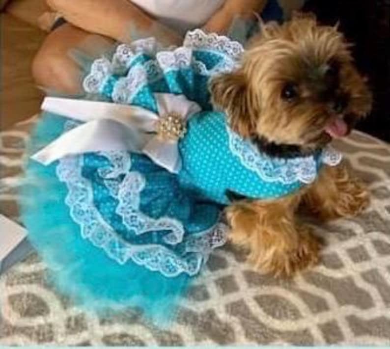 Turquoise Fancy Dog Dress