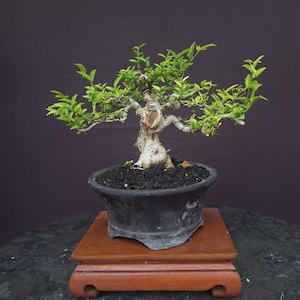 Waterjasmijnbonsai klein | Wrightia Religiosa-bonsaiboom