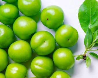 Organic Green Plums – Fresh Tart Seasonal Fruit – Garden Harvest – Greengage – Janerik – Fresh Sour Plums – Traditional Erik–Crisp Tart Plum