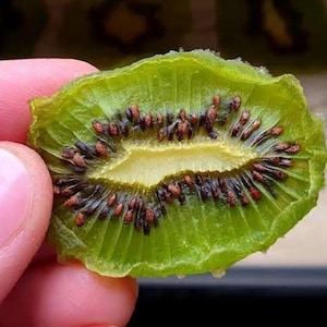 Dried Kiwi Slices: Chewy Vegan Fruit Snack - Sweet & Tart