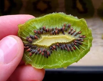 May include: A person holds a dried kiwi slice, showing its green rind, yellow center, and black seeds. The image highlights the texture and colour of the fruit. Other slices are visible in the background.