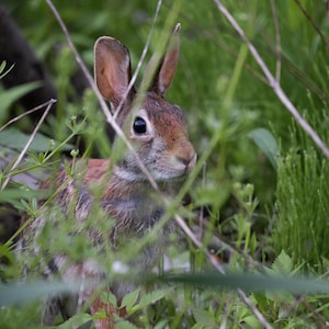 Puede incluir: Un conejo marrón y blanco asoma por detrás del follaje verde. Las orejas del conejo están erguidas y sus ojos oscuros están enfocados hacia delante. La imagen es un primer plano del conejo en su hábitat natural.