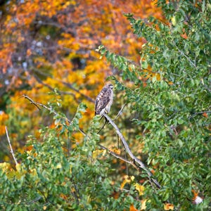 Può includere: Un falco appollaiato su un ramo, sullo sfondo di un vibrante fogliame autunnale. L'uccello ha piume marroni e bianche e le foglie mostrano sfumature di verde, arancione e giallo. L'immagine cattura un momento nella natura.