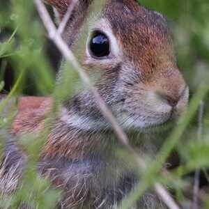 May include: Close-up of a brown and gray rabbit partially obscured by green foliage. The rabbit has large, dark eyes and long ears. The image is a screenshot of a phone's home screen, with app icons and a search bar visible.