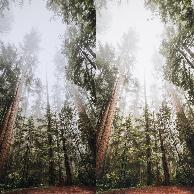 May include: A photograph of a forest with tall redwood trees. The trees have reddish-brown trunks and green foliage. The sky is overcast and foggy, creating a soft, diffused light. The forest floor is a reddish-brown colour.
