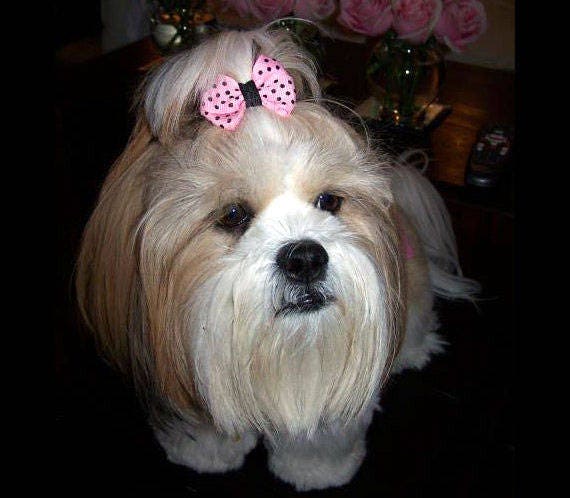 shih tzu hair bows