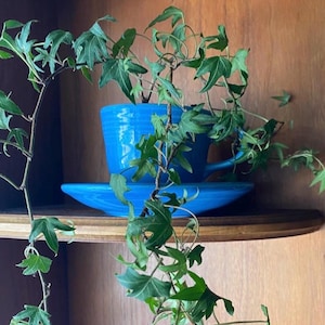 Teal Fiesta USA Teacup Planter, Kitchencore Flower Pot