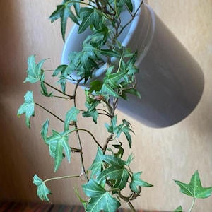 May include: A white ceramic planter, tilted, holds a vibrant green ivy plant. The ivy's leaves are a rich green, contrasting with the white of the planter. The plant cascades downwards, creating a visually appealing display.