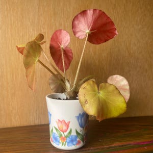 May include: A small potted plant with rounded, reddish-pink and yellowish-green leaves in a white ceramic cup. The cup features a colorful floral pattern with blue, orange, and red tulips and small green leaves printed around the exterior surface.
