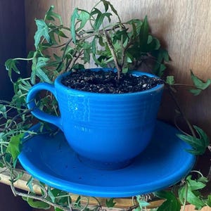 May include: A bright blue teacup and saucer set with a small plant inside. The cup and saucer are made of ceramic and have a glossy finish. Green ivy vines are draped around the cup and saucer, adding a natural touch.