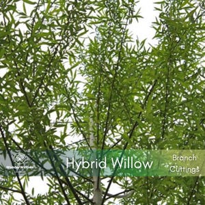 Hybrid Willow Tree | Dormant Branch Cuttings | Qty 20