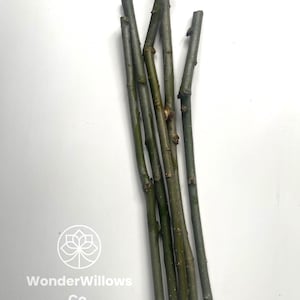 Hybrid Willow Creations: Branches for Inspired Crafts | Qty 5