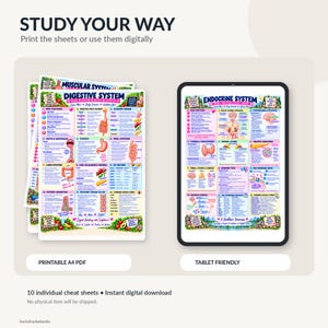 Op de afbeelding: Een set educatieve anatomie-spiekbriefjes getiteld STUDY YOUR WAY, met kleurrijke diagrammen van het spijsverterings- en endocriene systeem. De bladen bevatten gedetailleerde tekst, illustraties en grafieken, beschikbaar als printbare A4-PDF's en als tabletvriendelijk digitaal formaat.