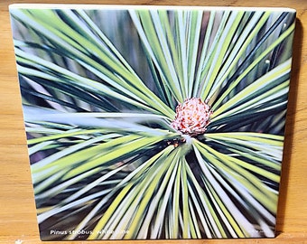White Pine Branch Ceramic Tile, Botanical Trivet