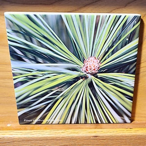 White pine branch tip ceramic tile, trivet, in stock, on sale! gift for gardener