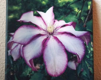 Clematis ceramic tile, trivet, coaster | red violet and white flower | mothers day, decorative tile