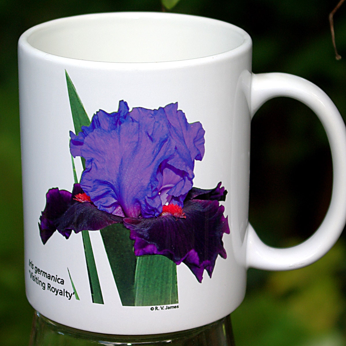 Iris ceramic mug purple flower garden 11 oz coffee mug tea Etsy