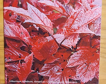 Autumn Viburnum leaves decorative ceramic tile, American cranberrybush trivet