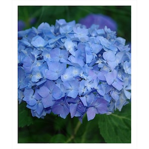 Blue hydrangea Fleece Sherpa Blanket, throw blanket, gift for gardener, cozy lap robe