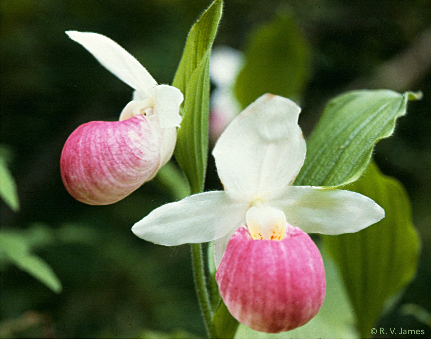 Showy Lady's Slipper 11 or 15 Oz Ceramic Mug Floral Etsy