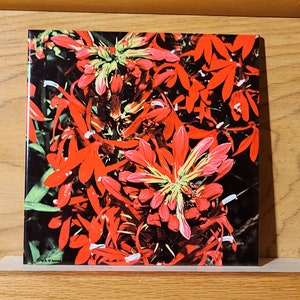 Carreau de céramique décoratif Cardinal Flower, Lobelia trivet