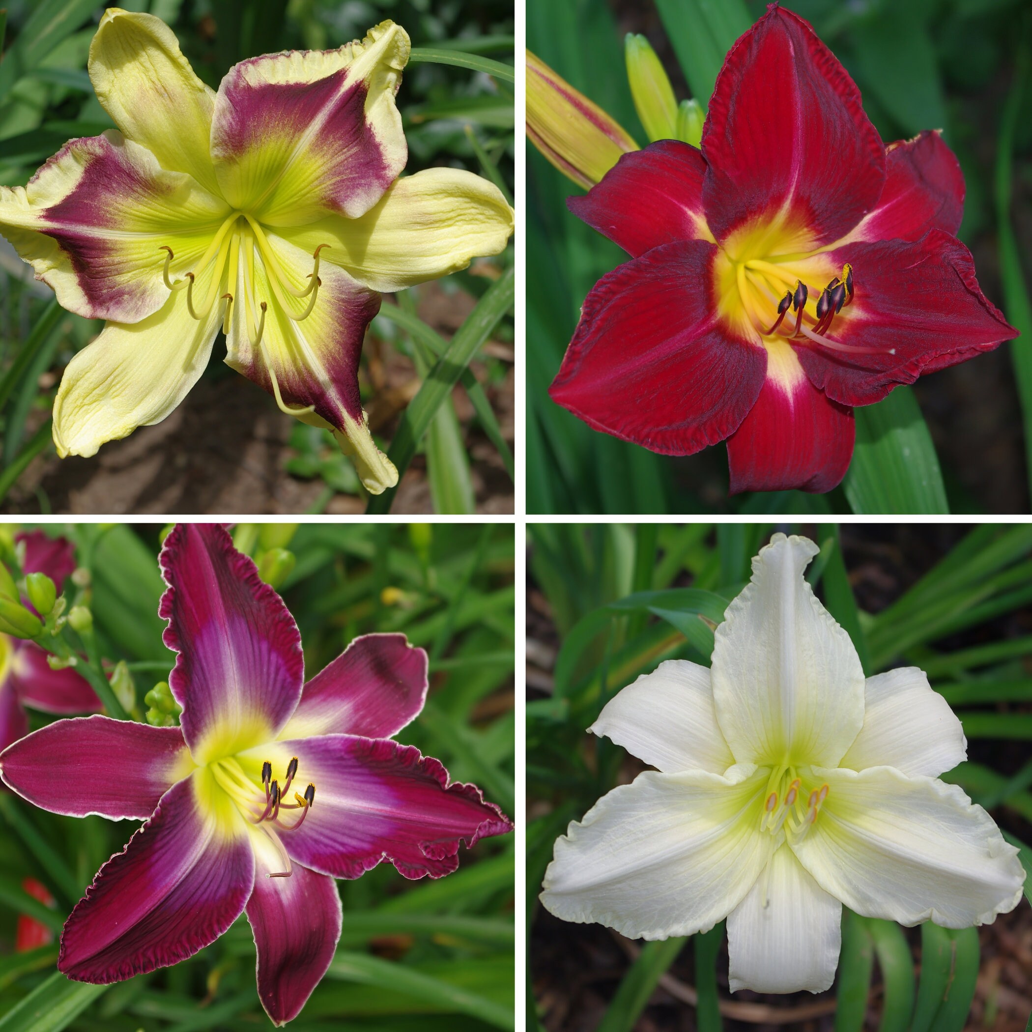Basic T-shirt 'Fr. Havn' - Daylily
