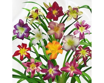 Display of Daylilies II Fleece Sherpa Blanket, white background, housewarming  gift