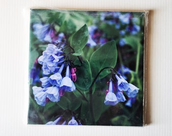 Bluebell flowers ceramic tile, trivet, in stock, on sale! Mertensia, Wisconsin wildflower
