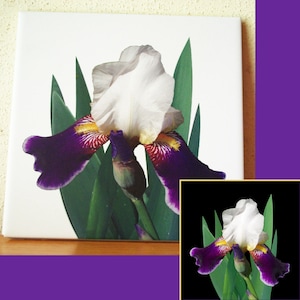 Puede incluir: Una flor de iris blanca y morada con hojas verdes sobre un fondo blanco.