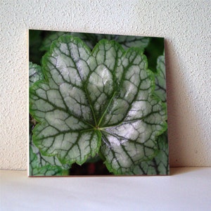 May include: A close-up of a single green leaf with a white veined pattern. The leaf has a pointed tip and a scalloped edge.