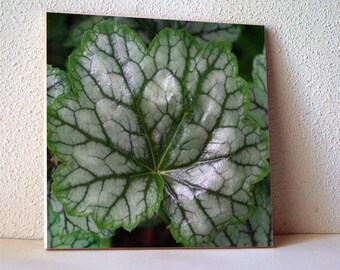 Silver leaves ceramic tile, trivet, Heuchera 'Venus' gift for gardener, decorated wall tile, T1151