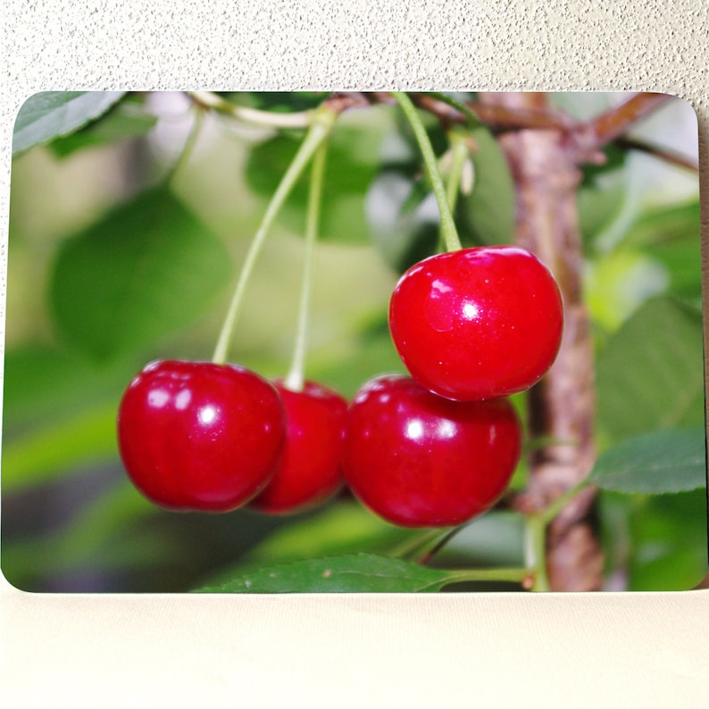 Tempered Glass; 10.75\u201d x 7.75 x .188\u201d photograph red fruit 1222 MADE IN USA Cheerful cherries! Dishwasher Safe glass cutting board