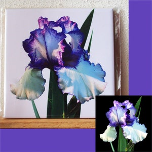 Iris ceramic tile, floral trivet, 'Freedom Song' bearded iris decorative tile, 1297w, 1553b