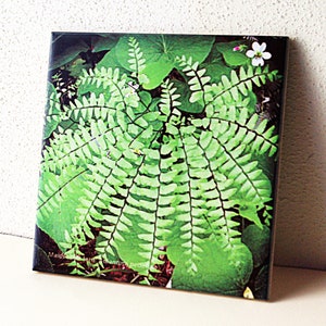 Maidenhair fern ceramic tile, trivet, botanical art, Adiantum wall art, housewarming gift, hostess gift