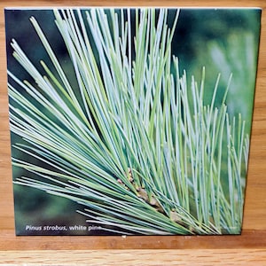 White pine branch ceramic tile, trivet, in stock, on sale! gift for gardener