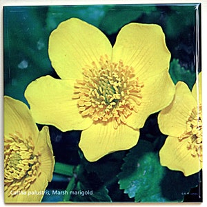 Marsh Marigold decorative ceramic tile, floral trivet, inventory reduction sale, Caltha tile 354