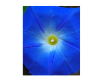 Fleece Sherpa Blanket, Heavenly Blue morning glory throw blanket