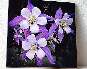 Rocky Mountain Columbine decorative ceramic tile, trivet, housewarming gift, Aquilegia caerulea