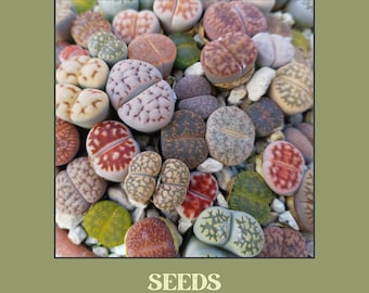 Lithops mixed species SEEDS - 20 count