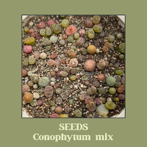 May include: A close-up of a pot filled with a variety of colourful Conophytum mix seeds. The seeds range in colour from green and yellow to pink and brown, and are surrounded by small pebbles. The text "SEEDS Conophytum mix" is at the bottom.