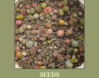 Conophytum mixed species SEEDS - 20 count