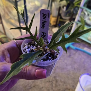 Philodendron Tortum House plant